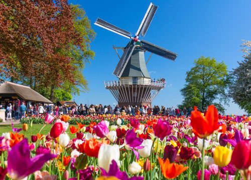 Holland & Belgium: Tulip Season River Cruise